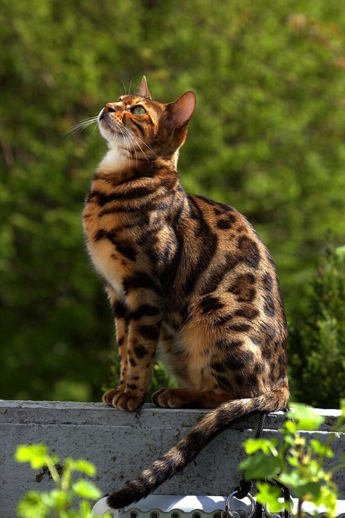 bengal, bengal cat, hunter-7974020.jpg