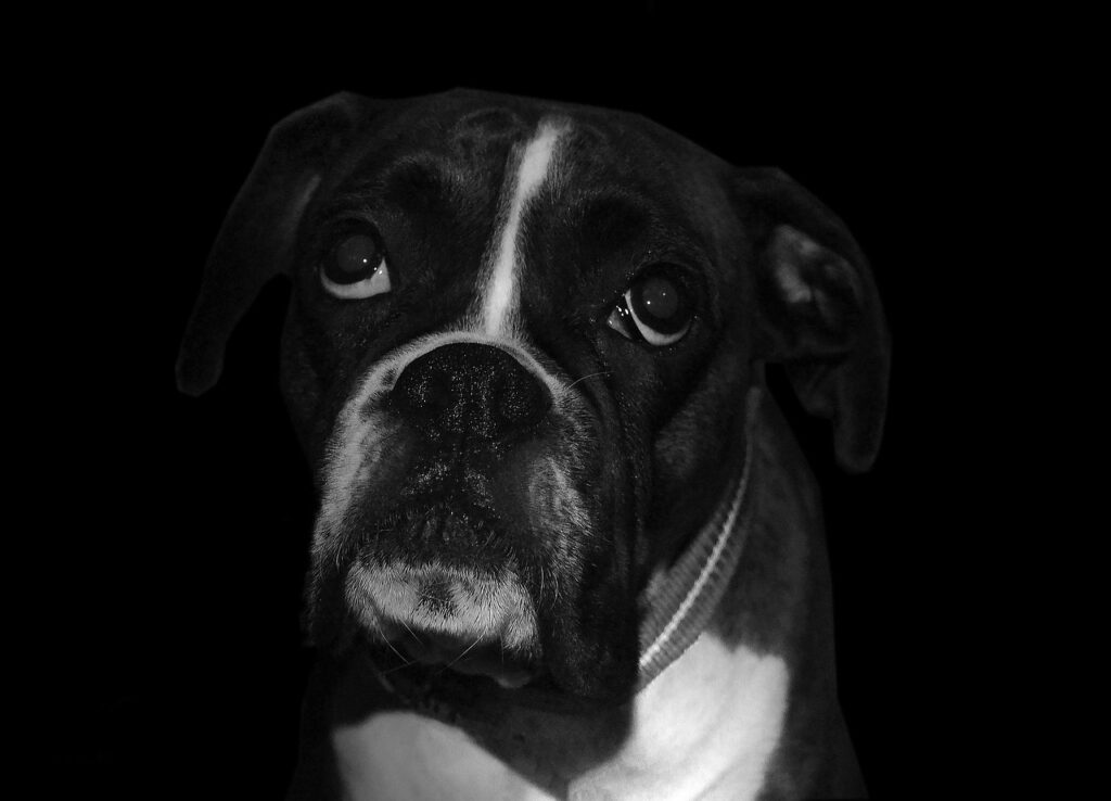 boxer, dog, sad-2135671.jpg