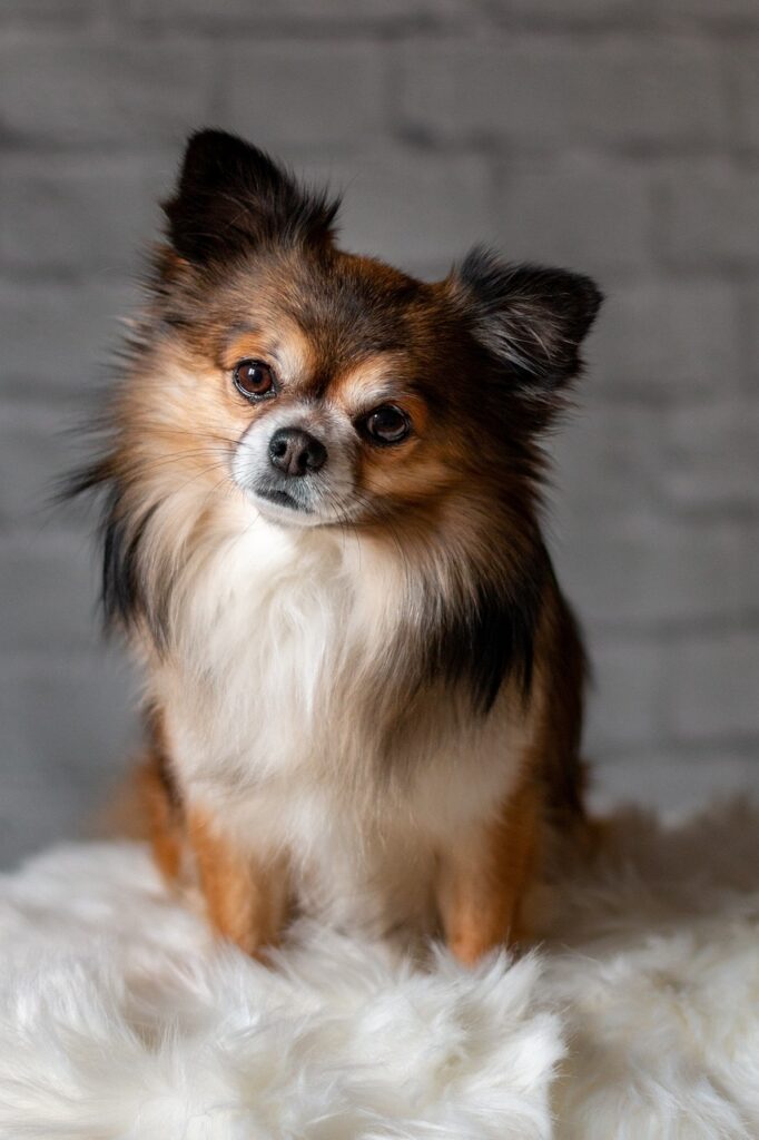 chihuahua, dog, pet-4126491.jpg