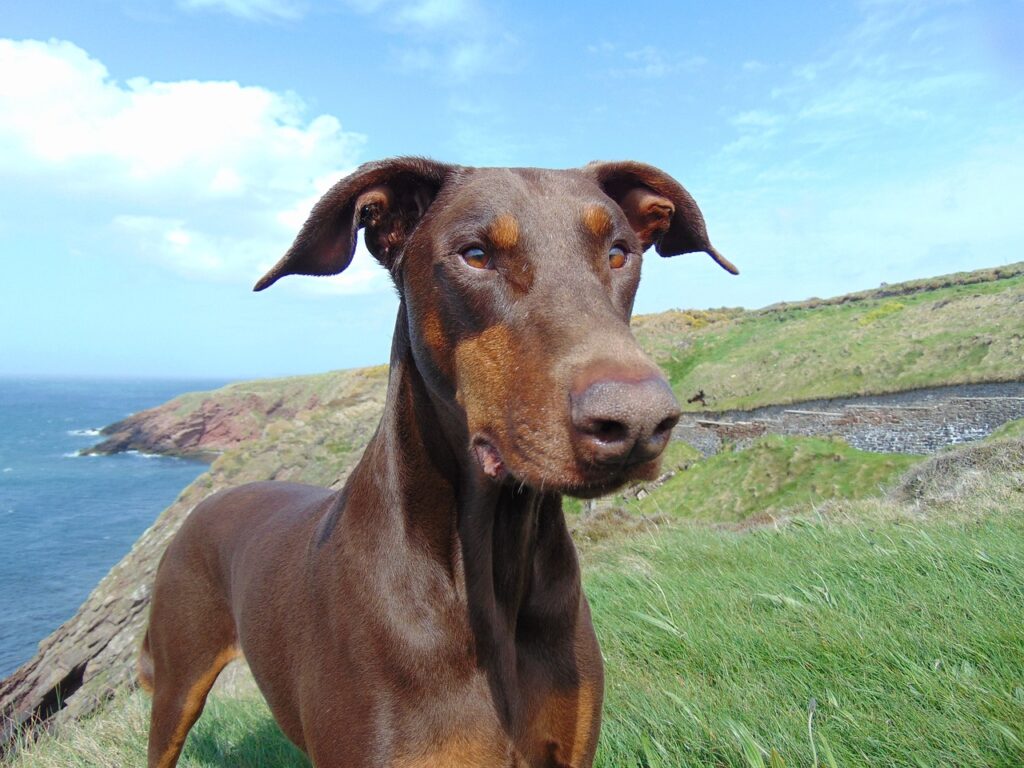 doberman, dog, red doberman-770492.jpg