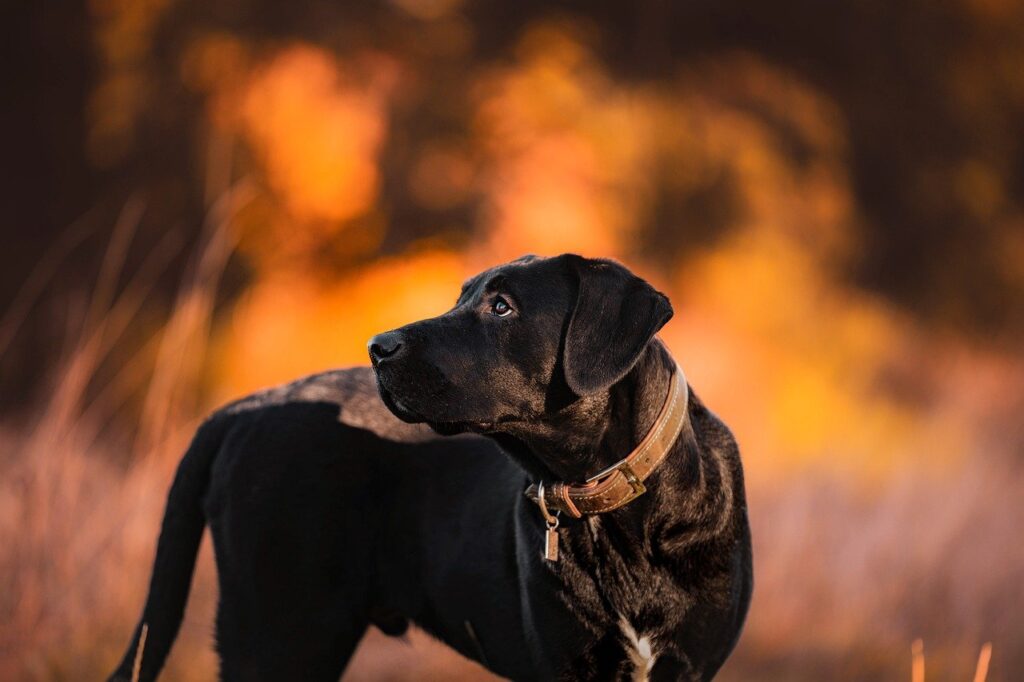 dog, black dog, pet-7583611.jpg