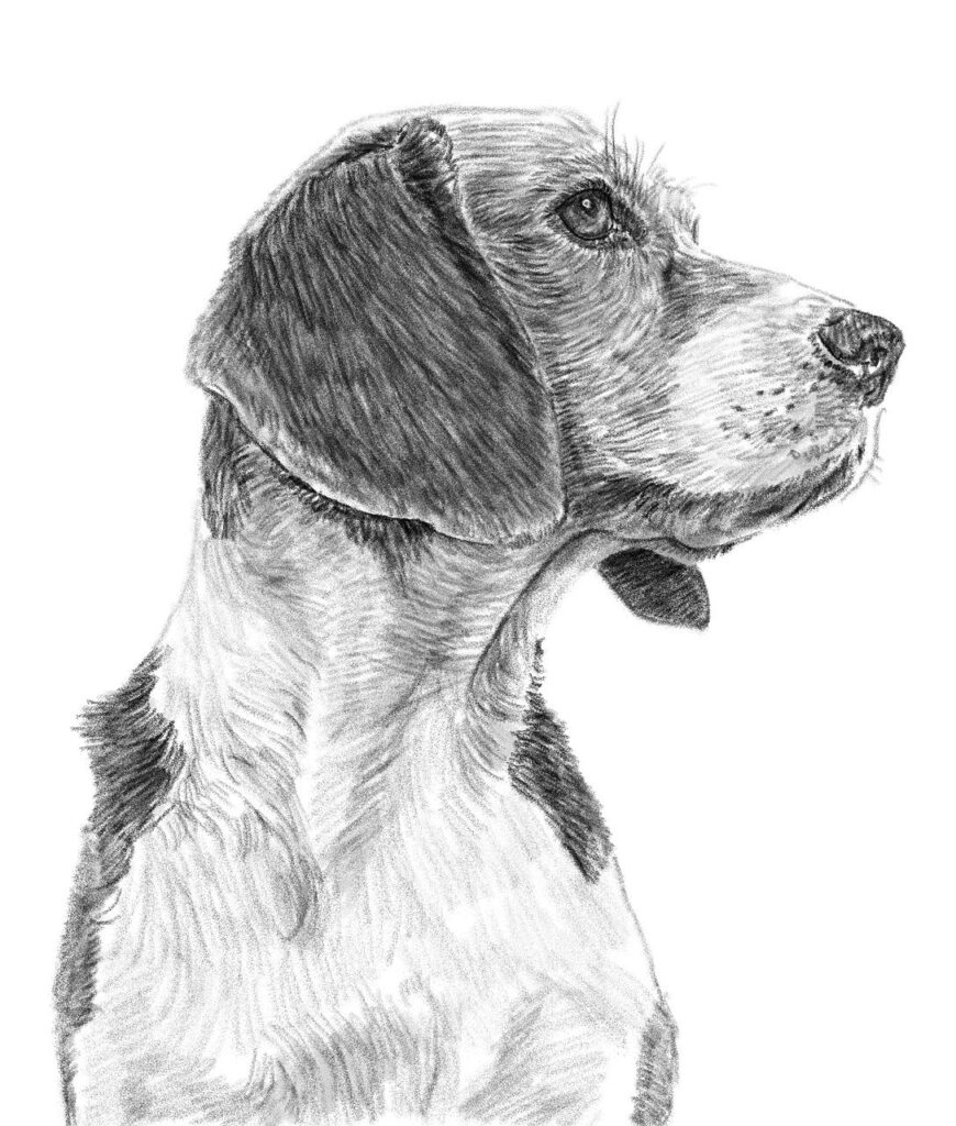 dog, drawing, sketch-8024345.jpg