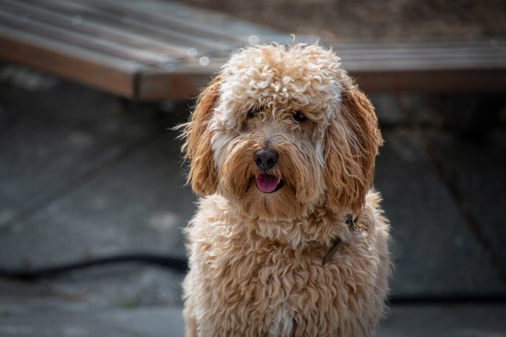 dog, labradoodle, pet-7306691.jpg