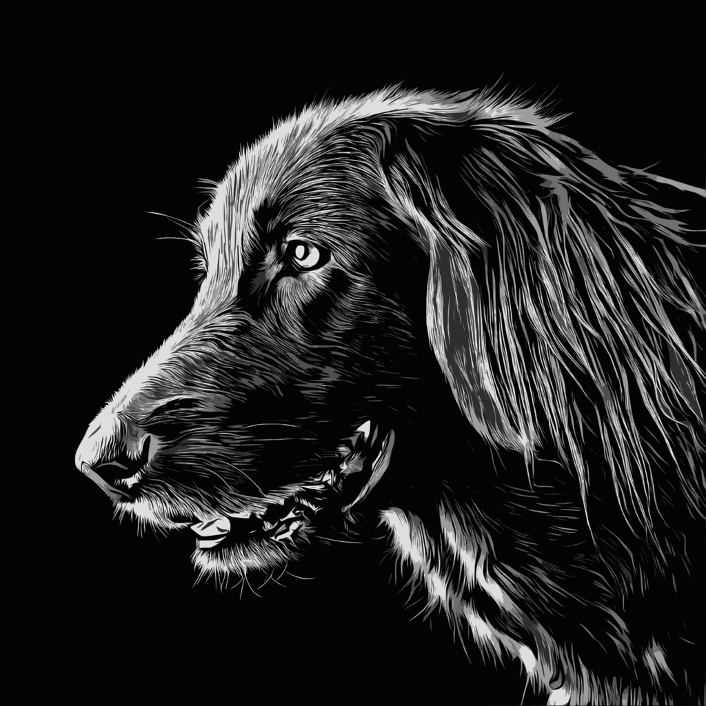 dog, pet, flat-coated retriever-7842866.jpg