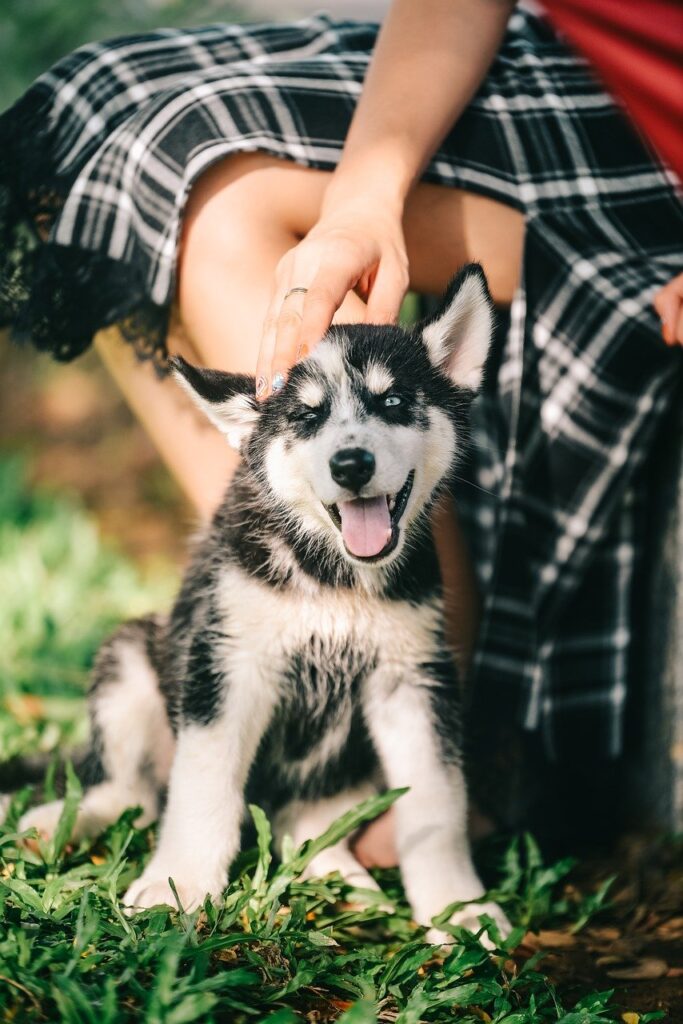 dog, pet, husky-7691238.jpg