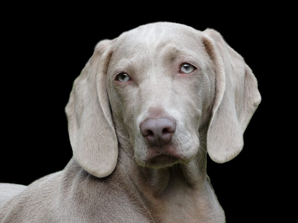 dog, weimaraner, pet-1742295.jpg