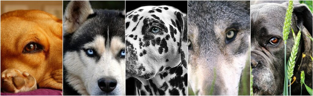 dogs, dog collage, photo collage-1501964.jpg