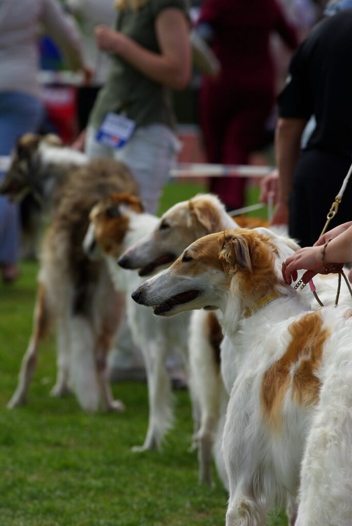 dogs, dog show, nature-733639.jpg