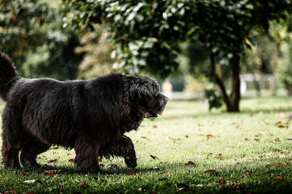 newfoundland dog, dog, pet-6809305.jpg