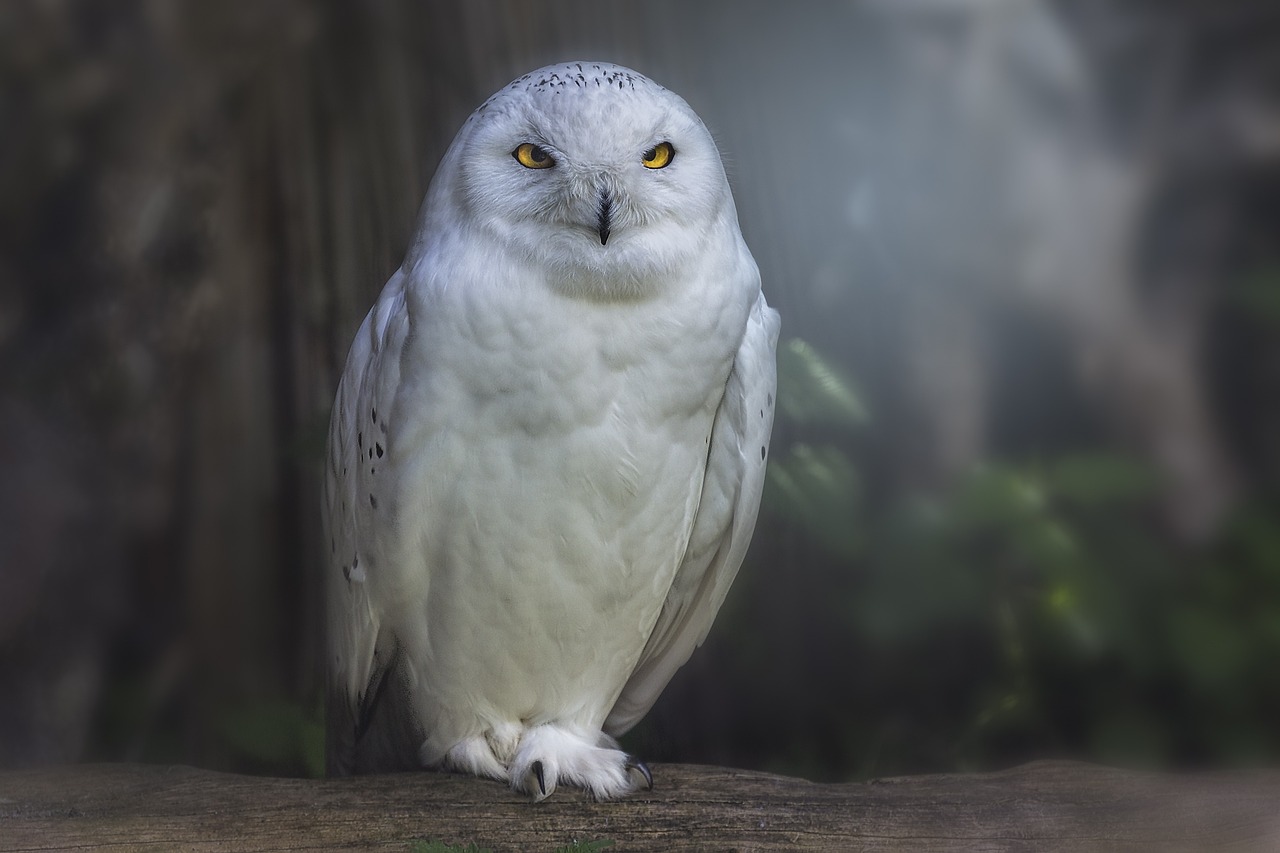 owl, raptor, bird-783791.jpg