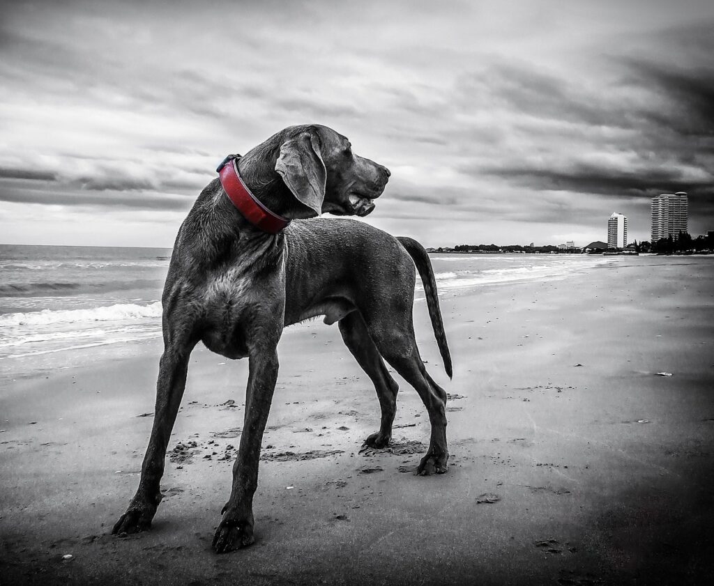 weimaraner, dog, beach-143753.jpg