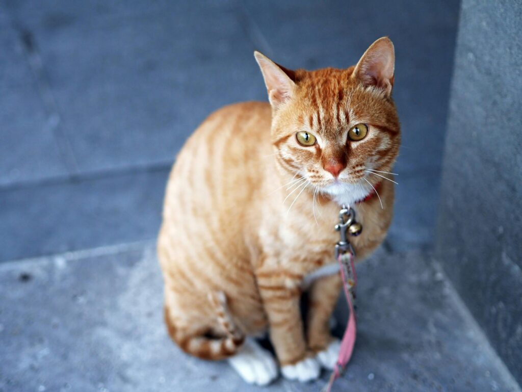 Orange Tabby Cat With Pink Leash