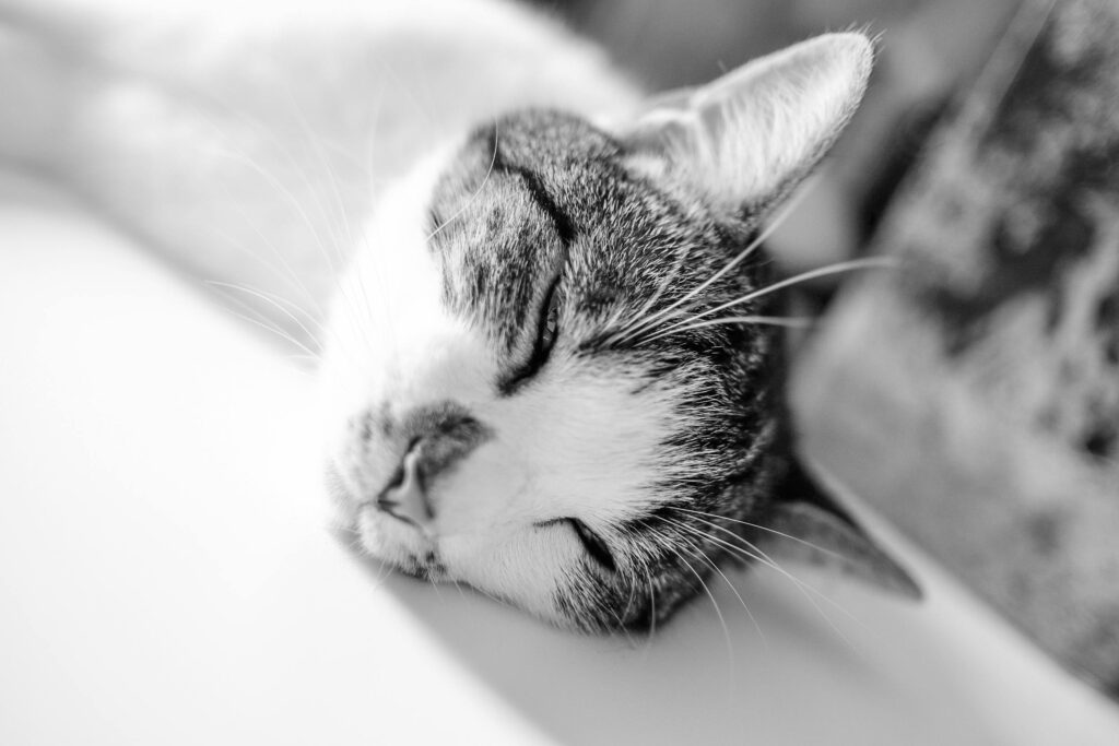 Brown White Short Fur Cat Lying on White Textile