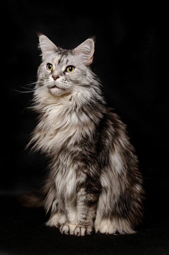 Close-Up Shot of a Furry Cat